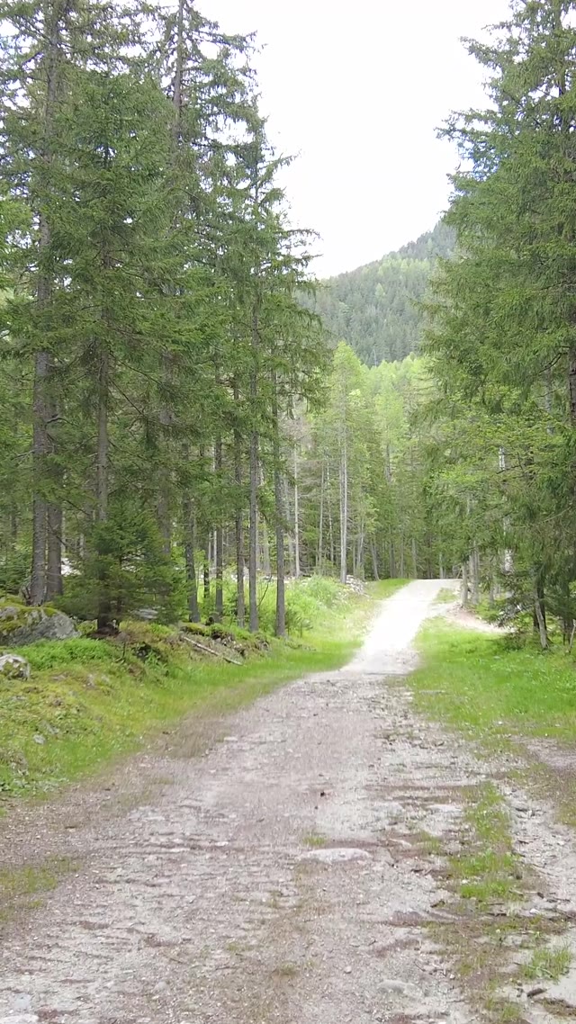 walking in nature · forest path